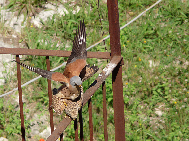 Il Falco Grillaio